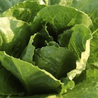 Lattuga