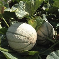 Melone