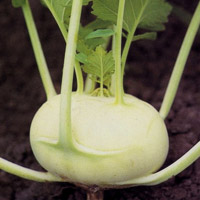 cavolorapa
